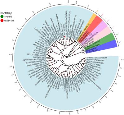 Pathogenicity and molecular characterization of a GI-19 infectious bronchitis virus isolated from East China